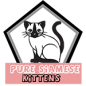 Buy Siamese Kitten Usa