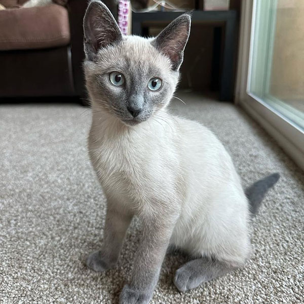 simba 10